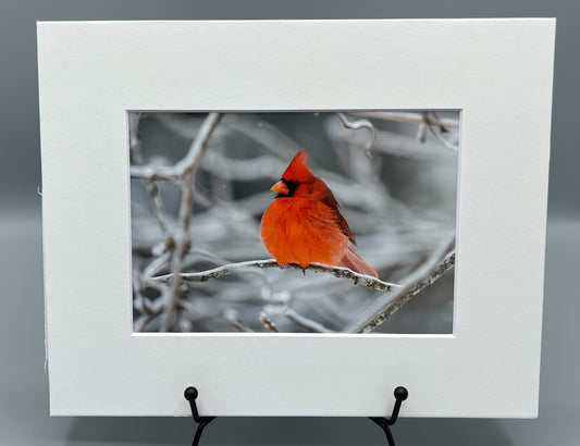 Cardinal on Icy Tree Matted Print