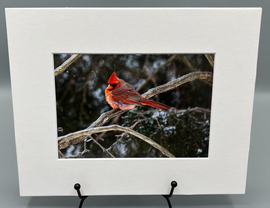 Pigmented Cardinal Matted Print