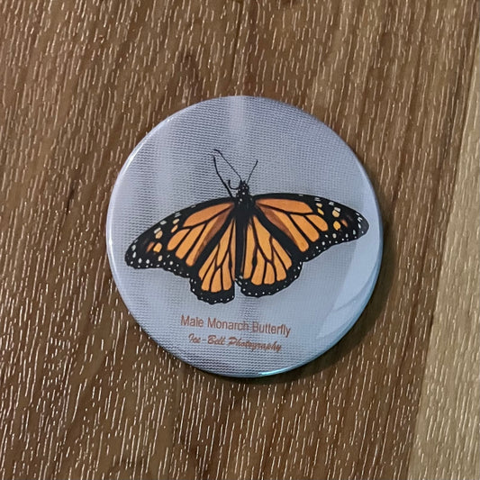 Magnet Male Monarch Butterfly