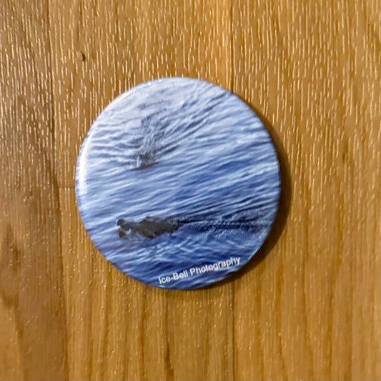 Magnet Two Alligators Swimming
