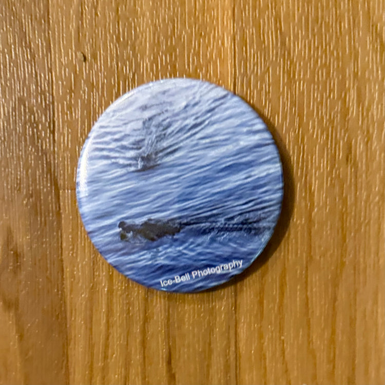 Magnet Two Alligators Swimming