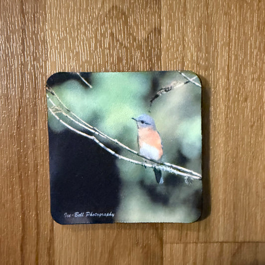 Coaster Female Blue Bird