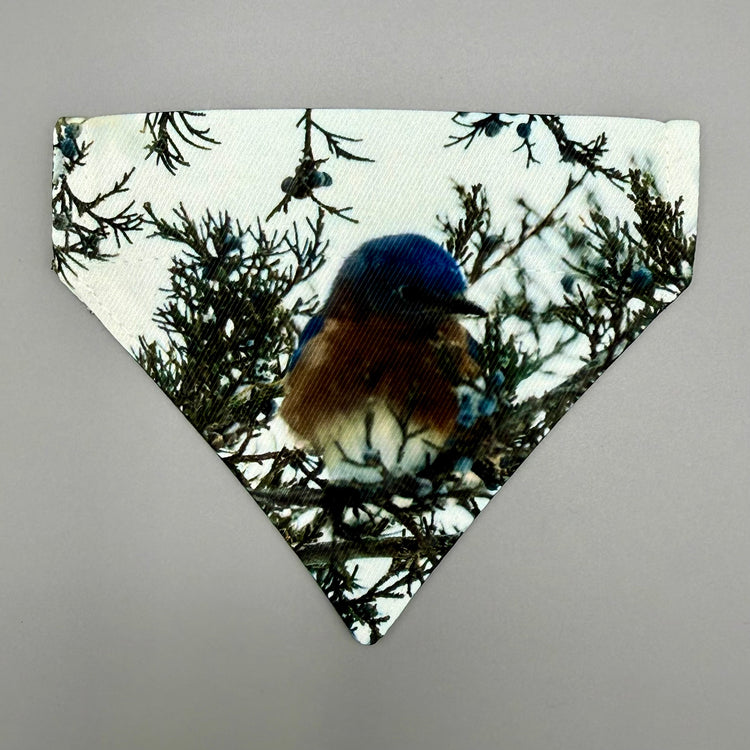 Over Collar Bandana - Blue Bird - XS