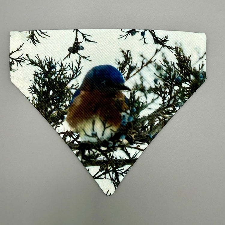 Over Collar Bandana - Blue Bird - XS