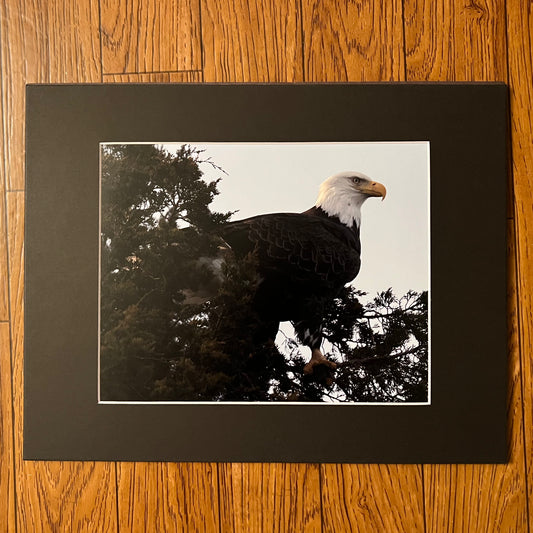 Adult Bald Eagle Matted Print