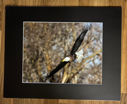 Fly By Matted Print