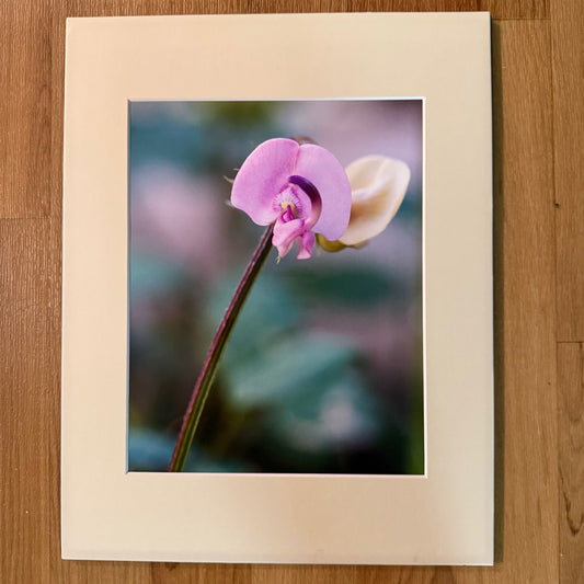 Wild Orchid Along the Buffalo River Matted Print