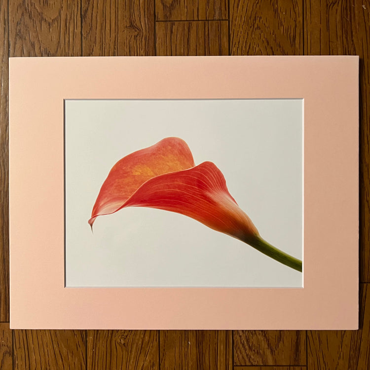 Single Calla Lily Matted Print