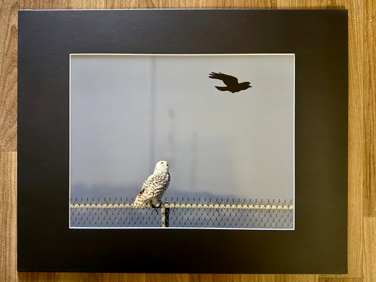 The Snowy Owl and Her Shadow Matted Print