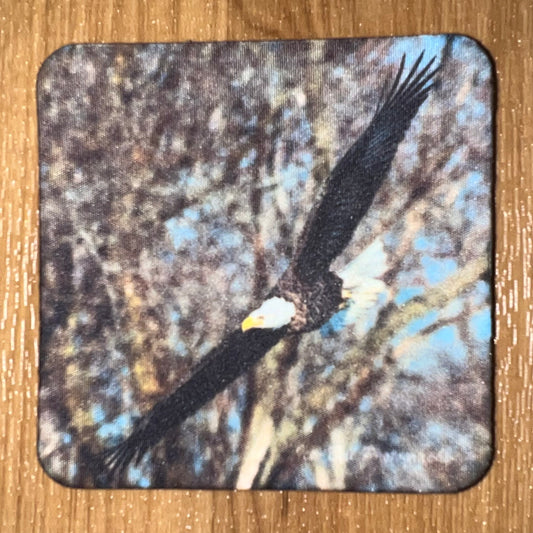 Coaster Bald Eagle Fly By