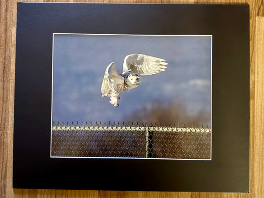 Snowy Owl Flight Matted Print