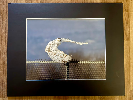 Snowy Owl Take Off Matted Print