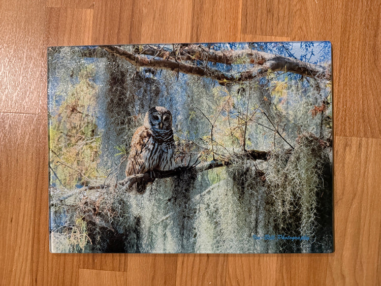 Glass Cutting Board - Barred Owl with Spanish Moss