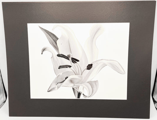 Single Black & White Lily Matted Print