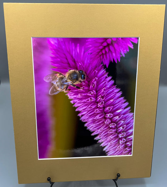 Bee on Purple Flower Matted Print