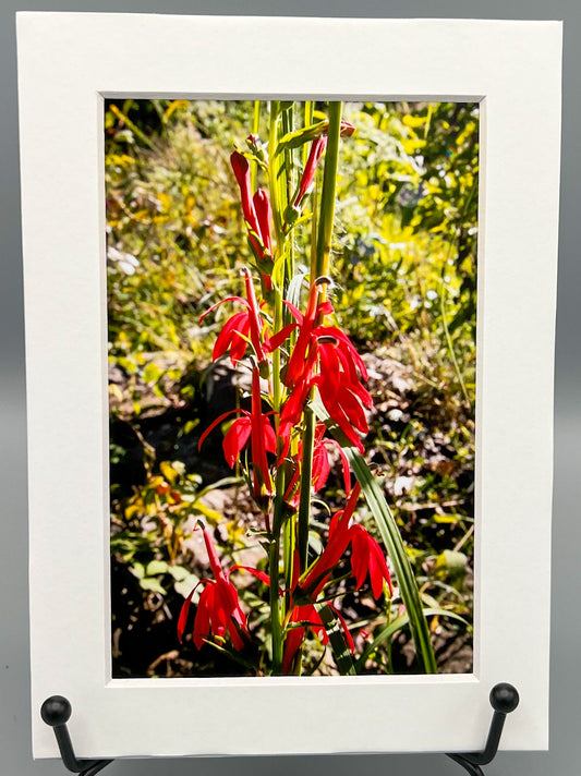 Cardinal Flower Matted Print
