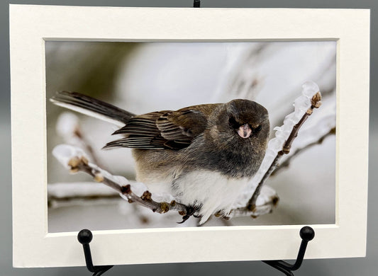 Dark Eyed Junco on Icy Branch Matted Print