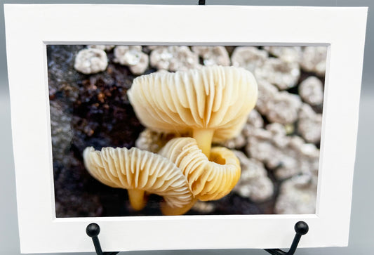 Fungi Matted Print