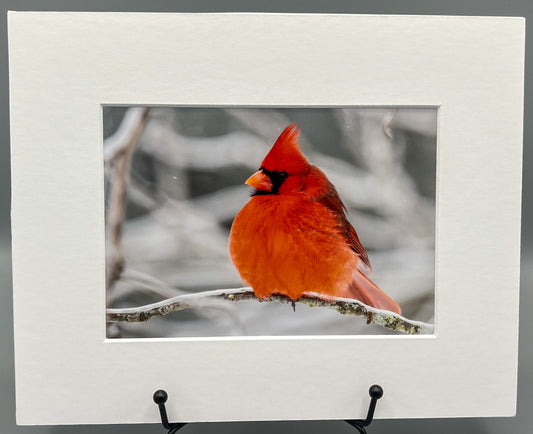 Cardinal in Snow Matted Print