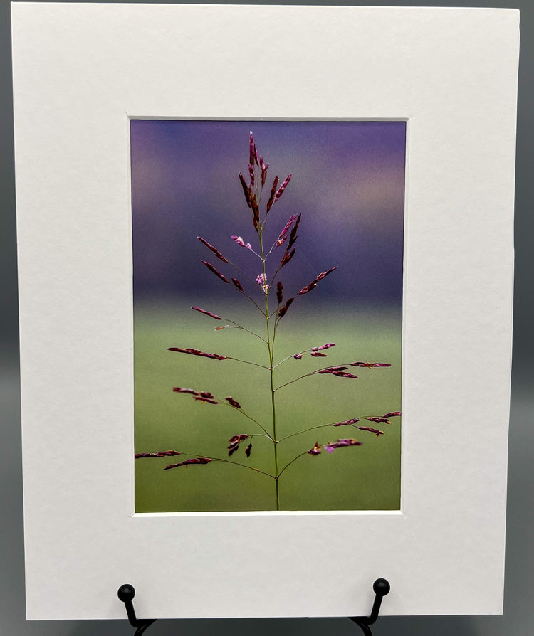 Grass Seed Matted Print