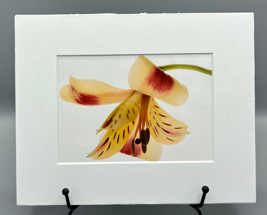 Lily on White Matted Print