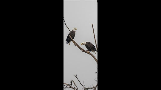Retractable Ballpoint Pen - Bald Eagles