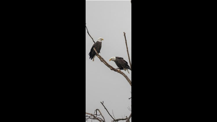 Retractable Ballpoint Pen - Bald Eagles