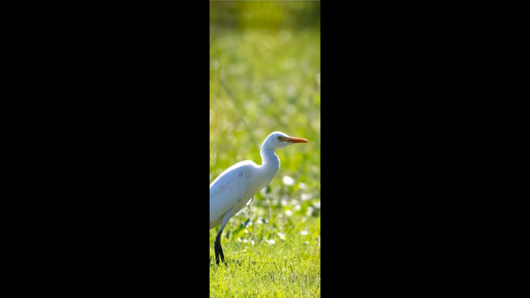 Retractable Ballpoint Pen - Cattle Egret