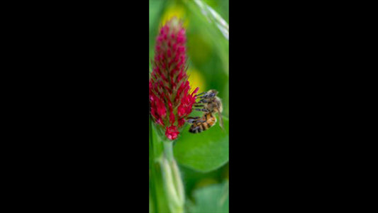 Retractable Ballpoint Pen - Bee in Clover