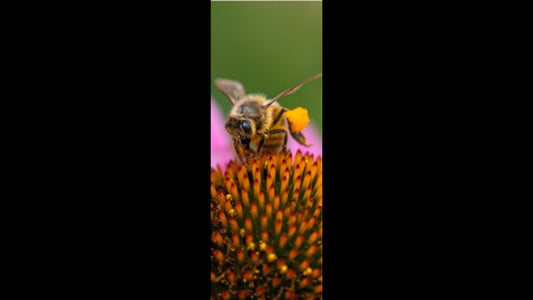 Retractable Ballpoint Pen - Cone Flower and Bee 1