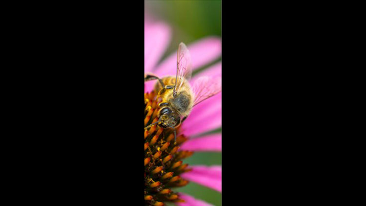Retractable Ballpoint Pen - Cone Flower and Bee 2