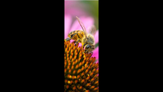 Retractable Ballpoint Pen - Cone Flower and Bee 3