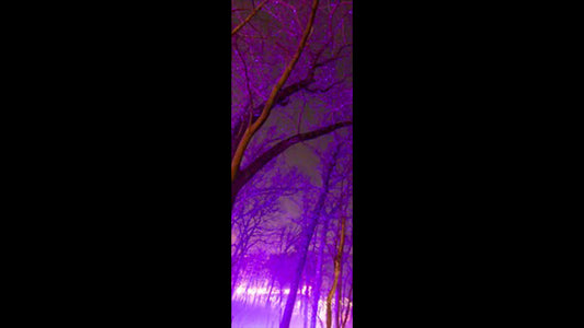 Retractable Ballpoint Pen - Memory of Water Trees 1
