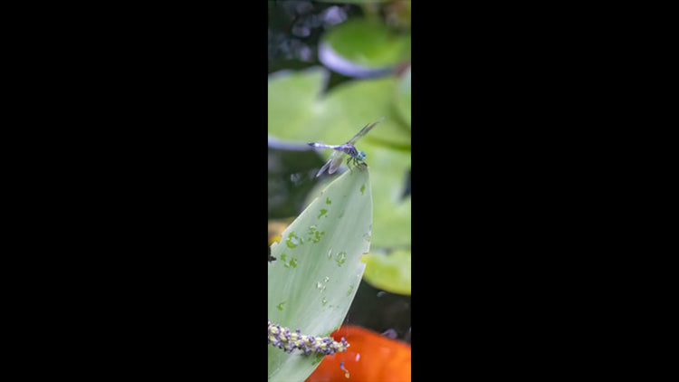 Retractable Ballpoint Pen - Dragon Fly