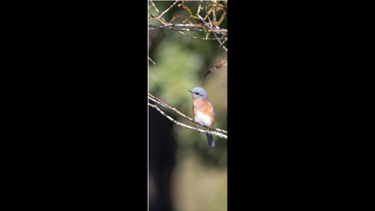 Retractable Ballpoint Pen - Female Bluebird