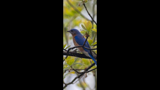 Retractable Ballpoint Pen - Male Blue Bird