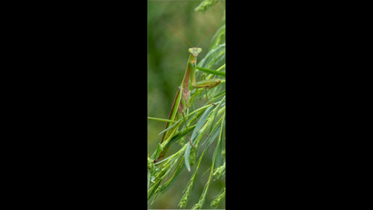 Retractable Ballpoint Pen - Praying Mantis 1