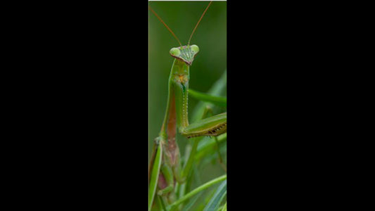 Retractable Ballpoint Pen - Praying Mantis 2