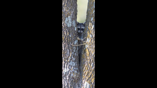 Retractable Ballpoint Pen - Racoon