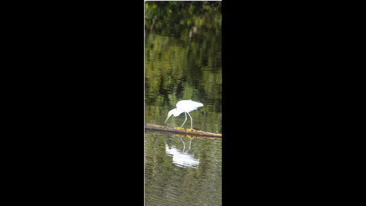 Retractable Ballpoint Pen - Snowy Egret
