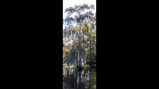Retractable Ballpoint Pen - Swamp Tree