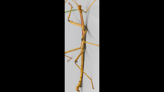 Retractable Ballpoint Pen - Walking Stick