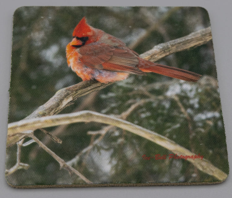 Coaster Cardinal