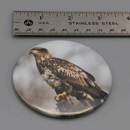 Magnet Juvenile Bald Eagle