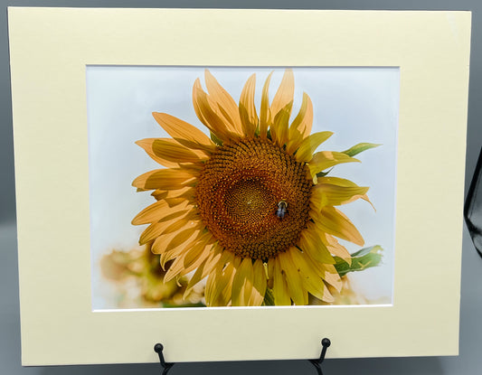Sunflower with Bee Matted Print