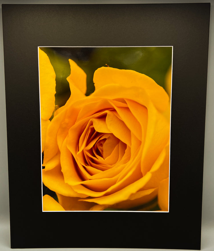 Yellow Rose 2 Matted Print