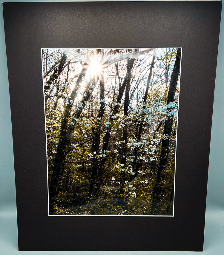 Dogwoods Blooming in Gilbert, AR Matted Print