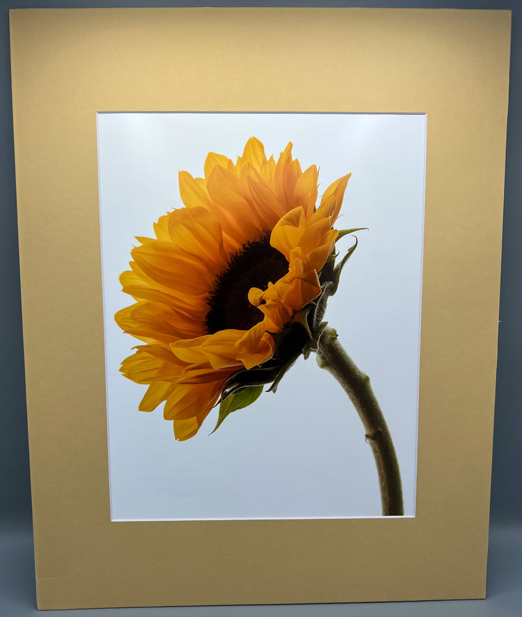 Left Facing Sunflower Matted Print