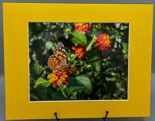Butterfly Pollination Matted Print