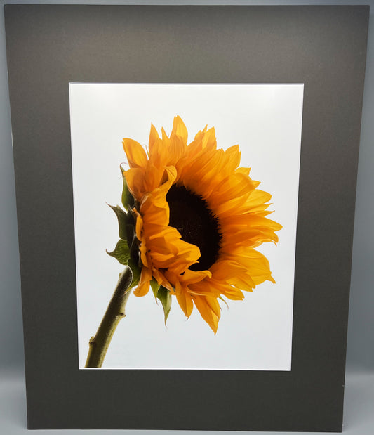 Right Facing Sunflower Matted Print